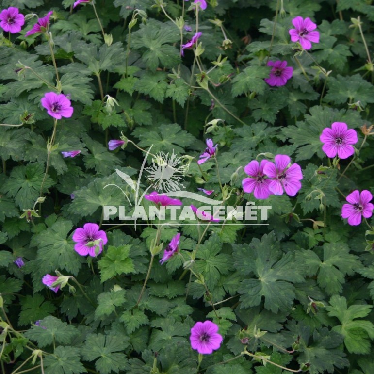  GERANIUM Pink Penny®