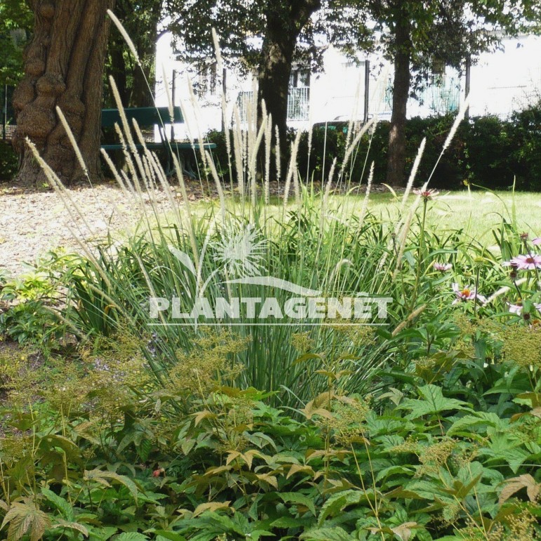  PENNISETUM macrourum