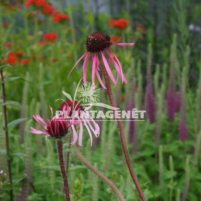  ECHINACEA pallida