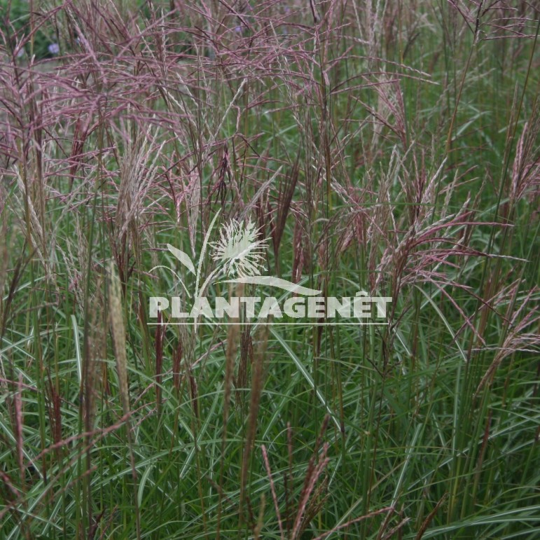  MISCANTHUS sinensis Ferner Osten