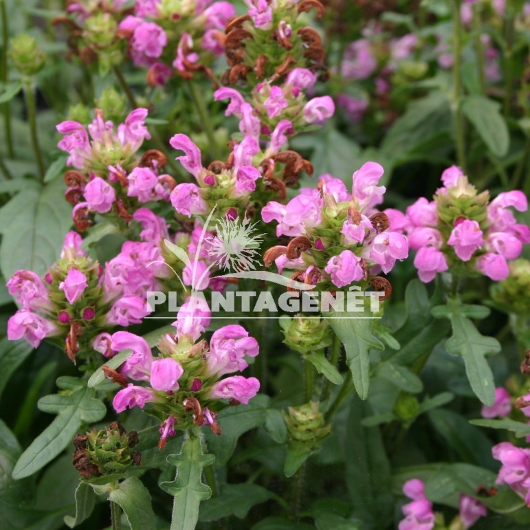  PRUNELLA grandiflora Bella 