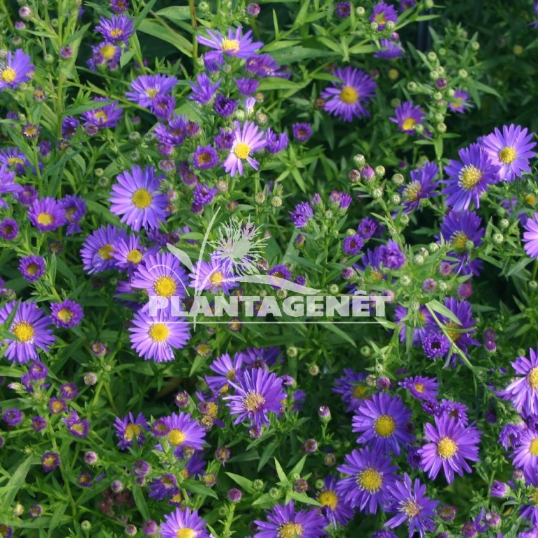  ASTER ericoides Blue Wonder