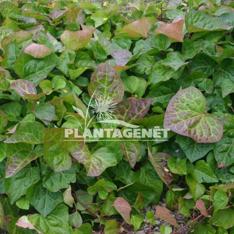  HEDERA colchicum My Heart