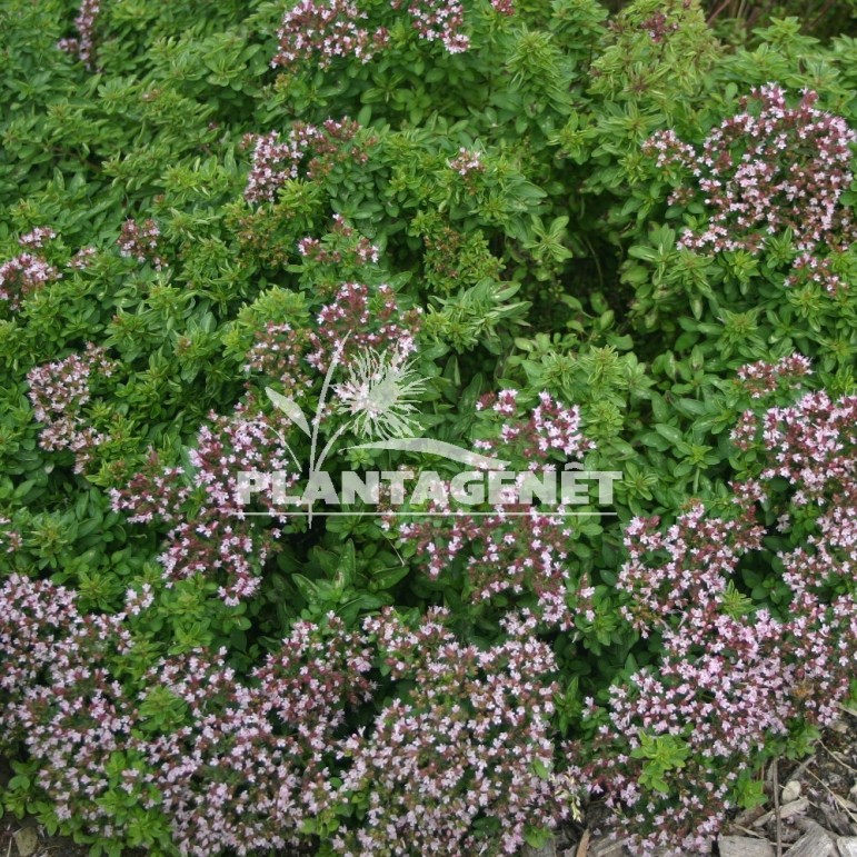  ORIGANUM vulgare Compactum