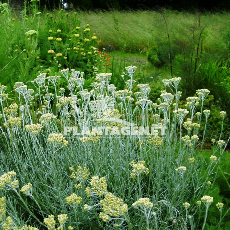  HELICHRYSUM italicum  ssp serotinum