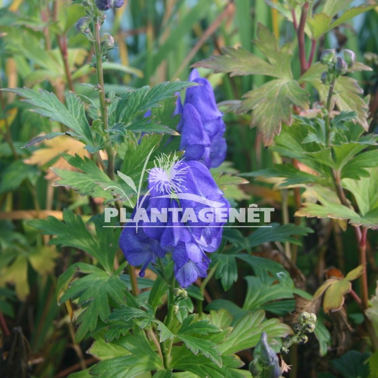  ACONITUM carmichaellii Arendsii  