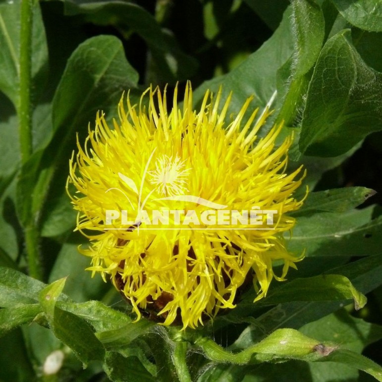  CENTAUREA macrocephala