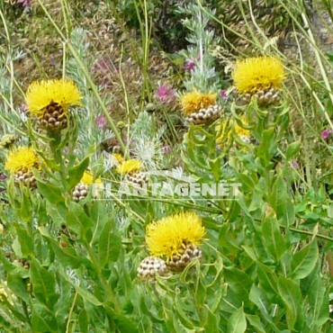  CENTAUREA macrocephala