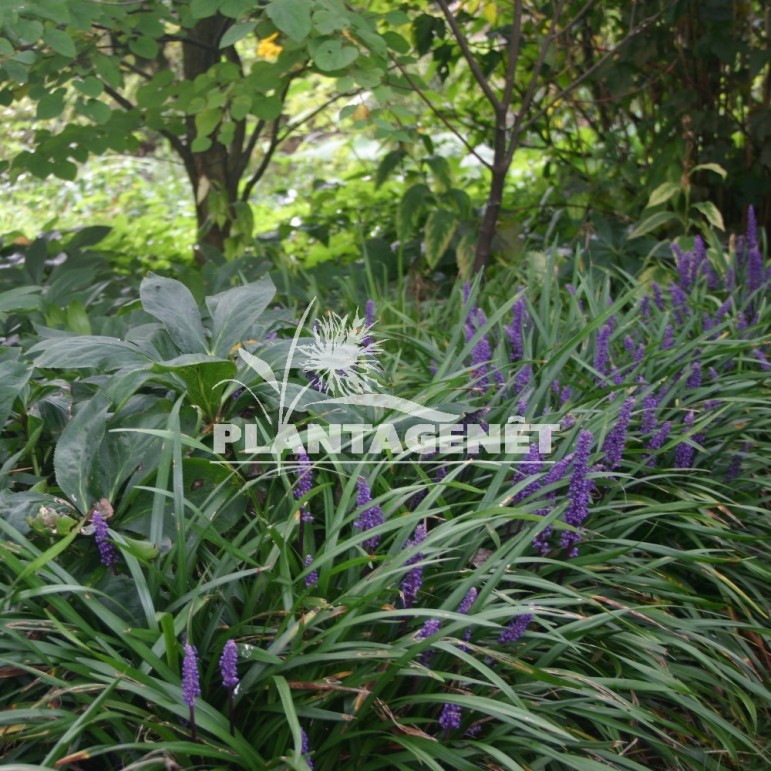 LIRIOPE muscari Big Blue