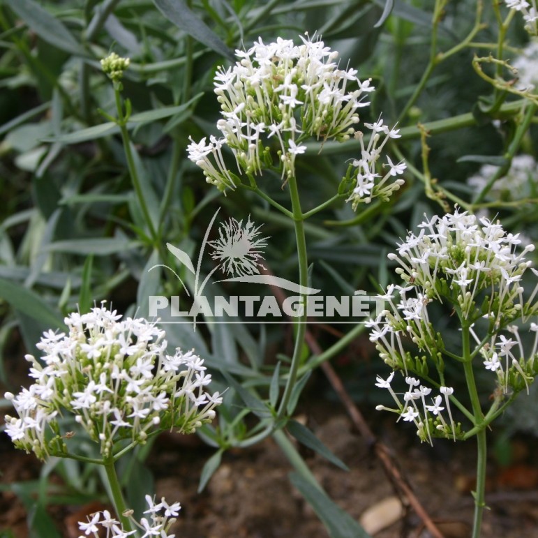 CENTRANTHUS ruber Albus  