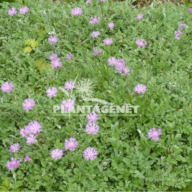 CENTAUREA bella