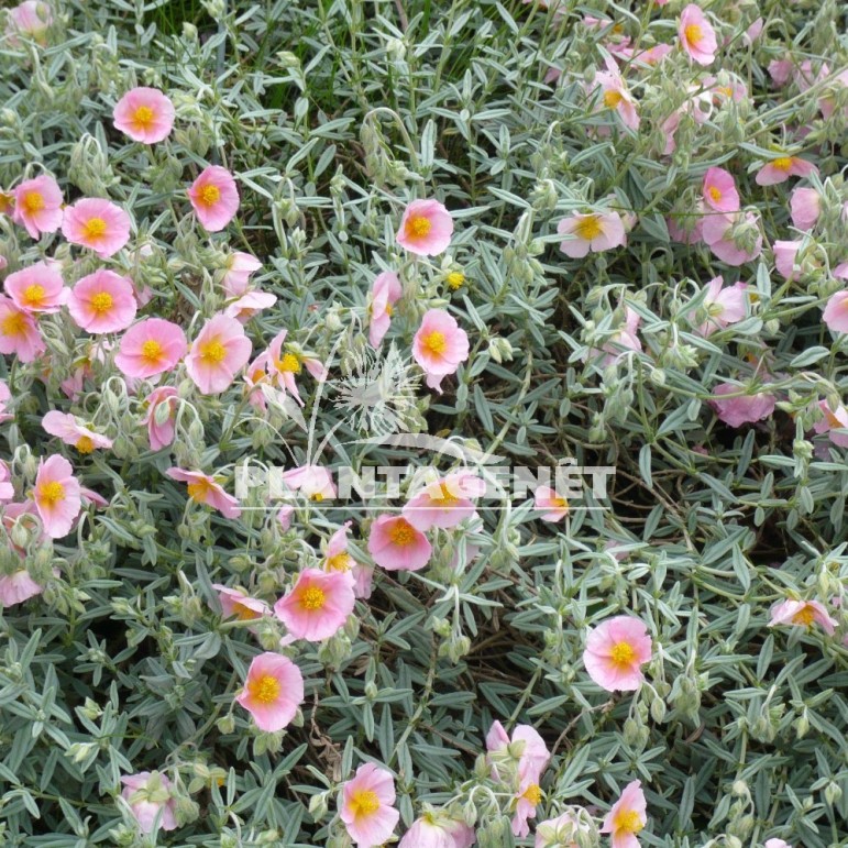 HELIANTHEMUM Lawrenson's Pink