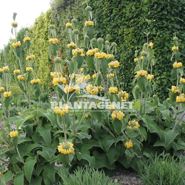 PHLOMIS  Edward Bowles