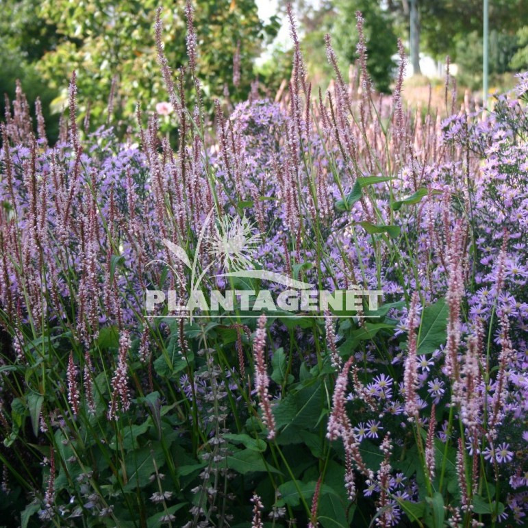 PERSICARIA amplexicaulis Rosea