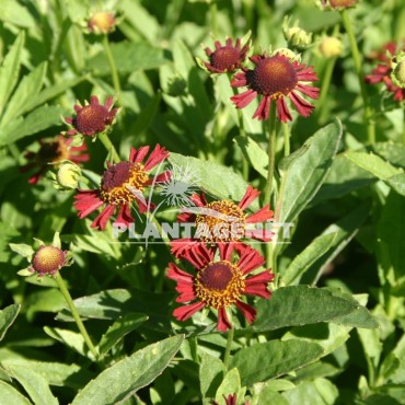 HELENIUM Ruby Tuesday