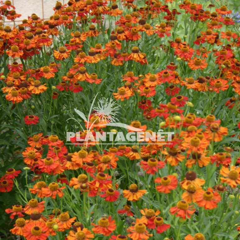 HELENIUM Moerheim Beauty