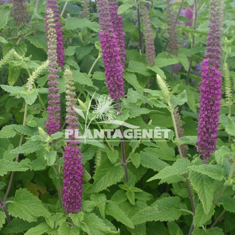 TEUCRIUM hircanicum Paradise Delight