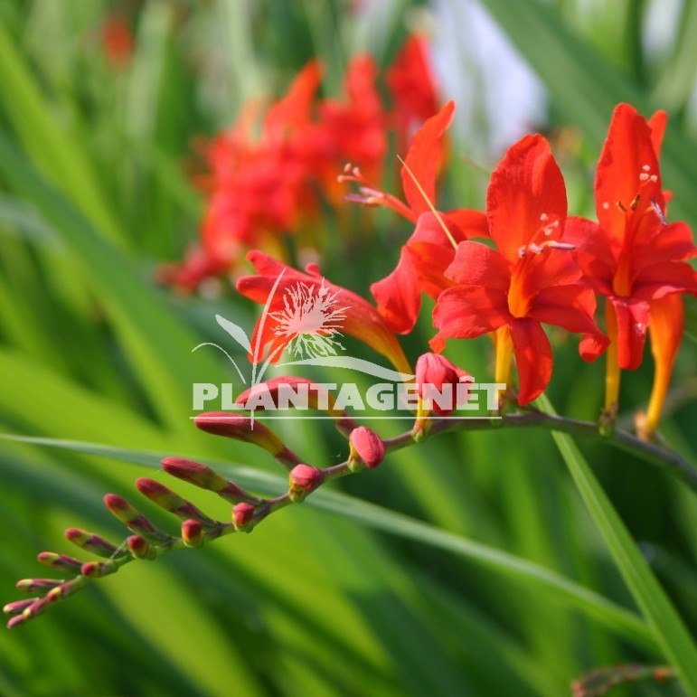 CROCOSMIA x crocosmiflora Lucifer