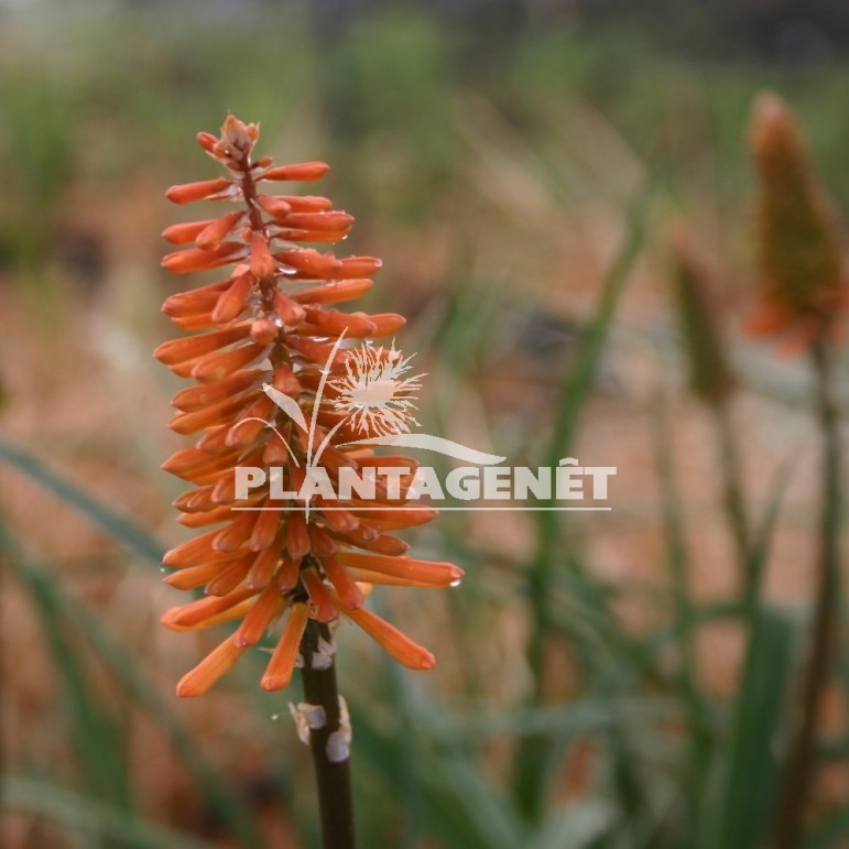 KNIPHOFIA Tawny King