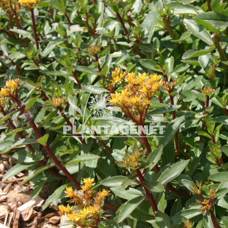 SEDUM aizoon Euphorbioides