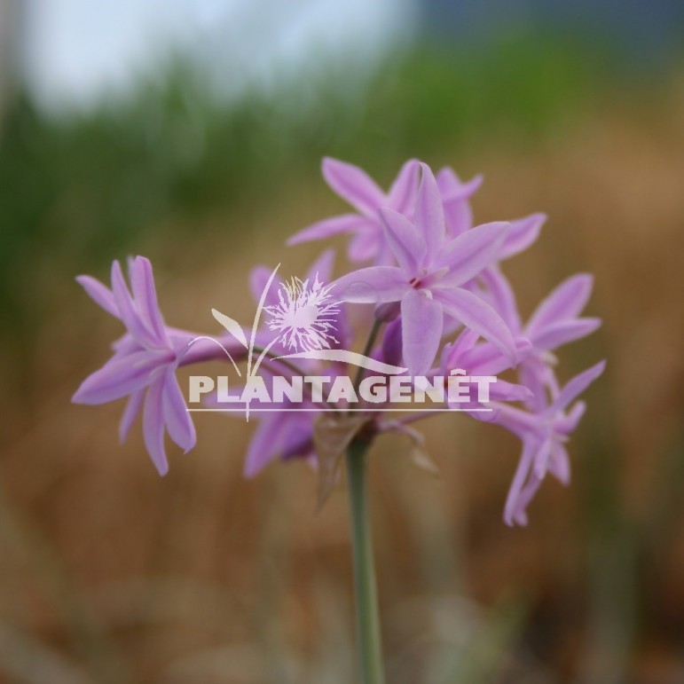 TULBAGHIA violacea Silver Lace