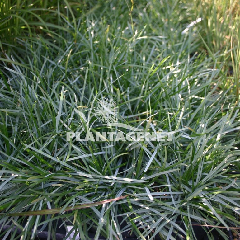 SESLERIA albicans