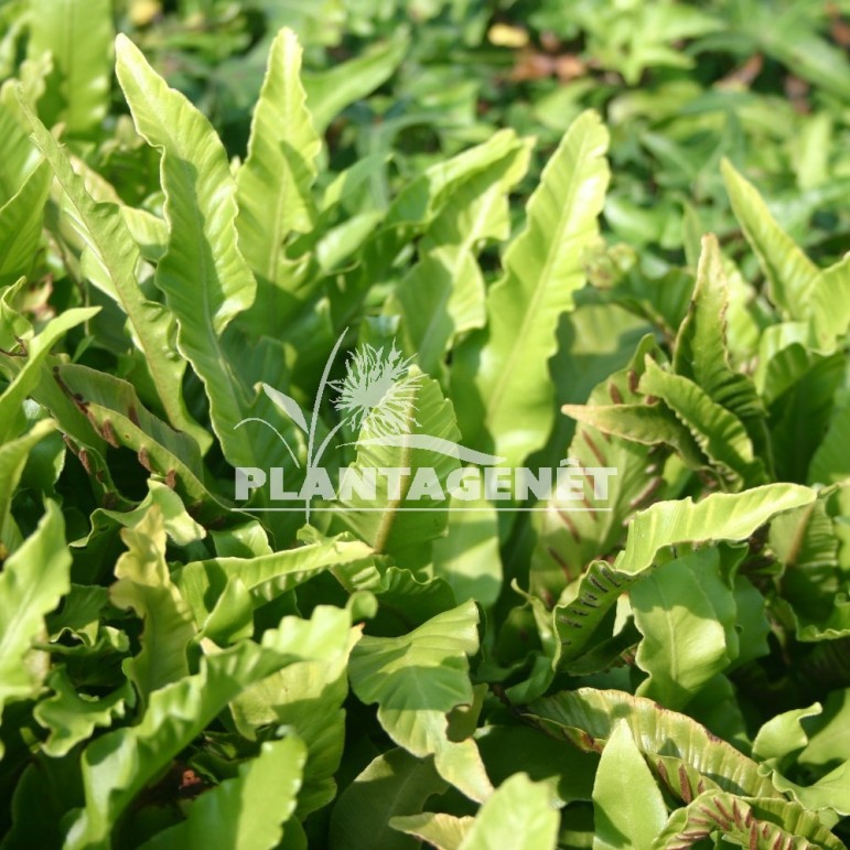 ASPLENIUM scolopendrium  Undulatum