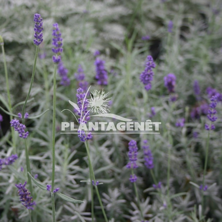 LAVANDULA angustifolia Imperial Gem