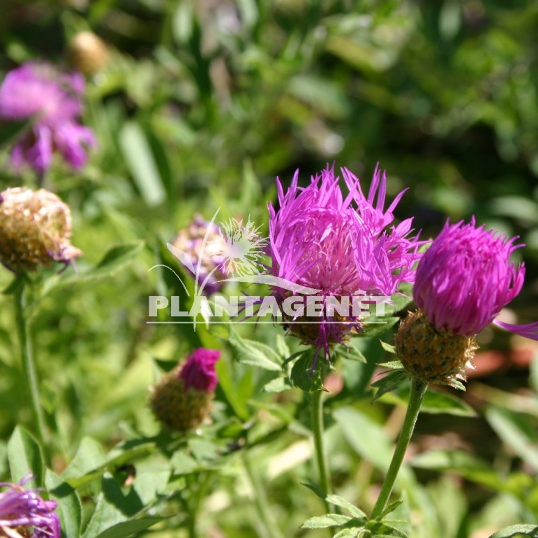 CENTAUREA dealbata