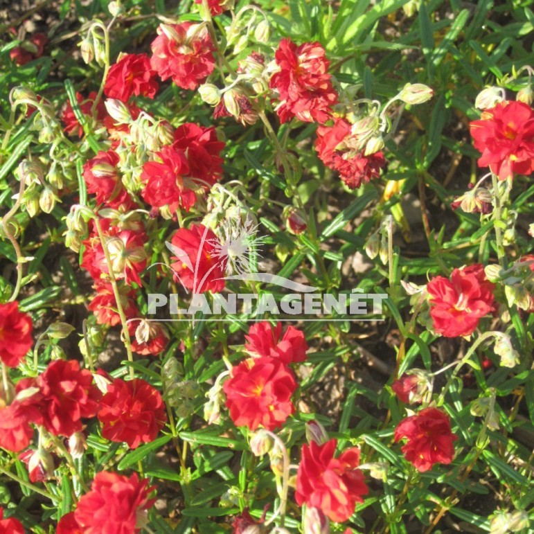 HELIANTHEMUM Amible Plenum