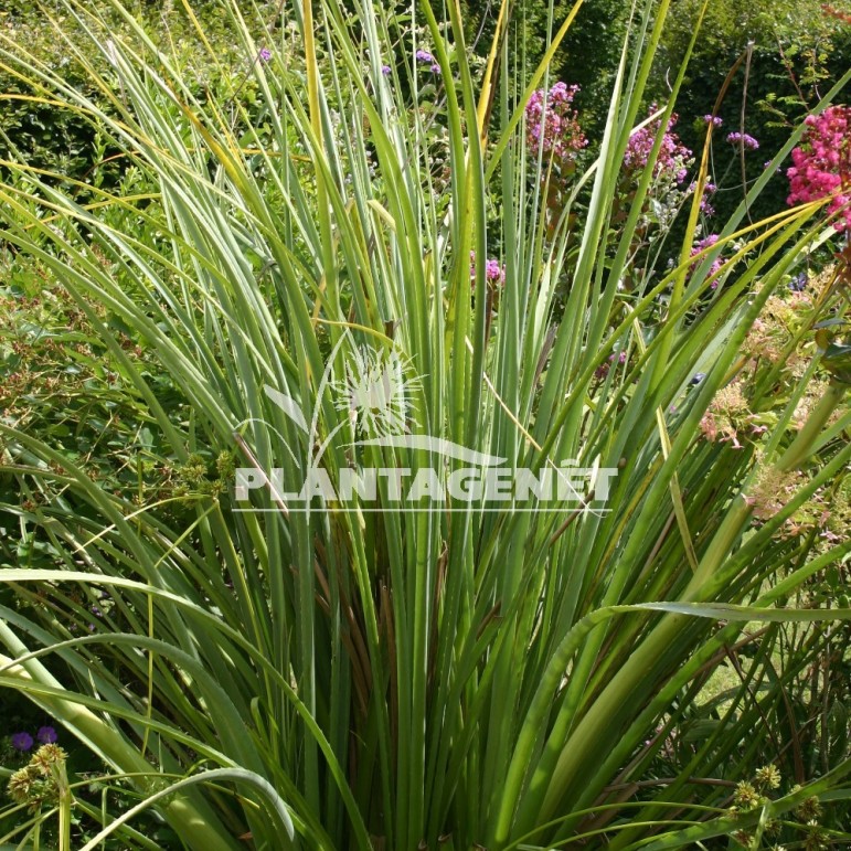 Photo vivace Chardon ERYNGIUM agavifolium 