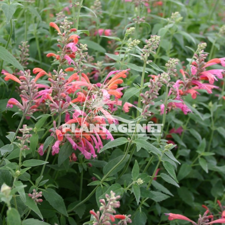 AGASTACHE Tangerine Dream