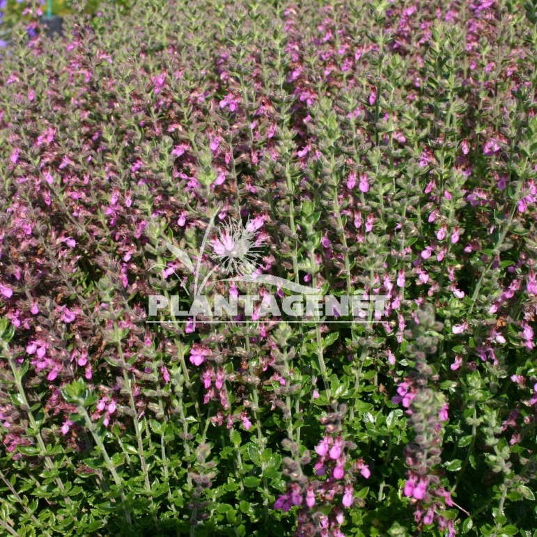 TEUCRIUM x lucidrys