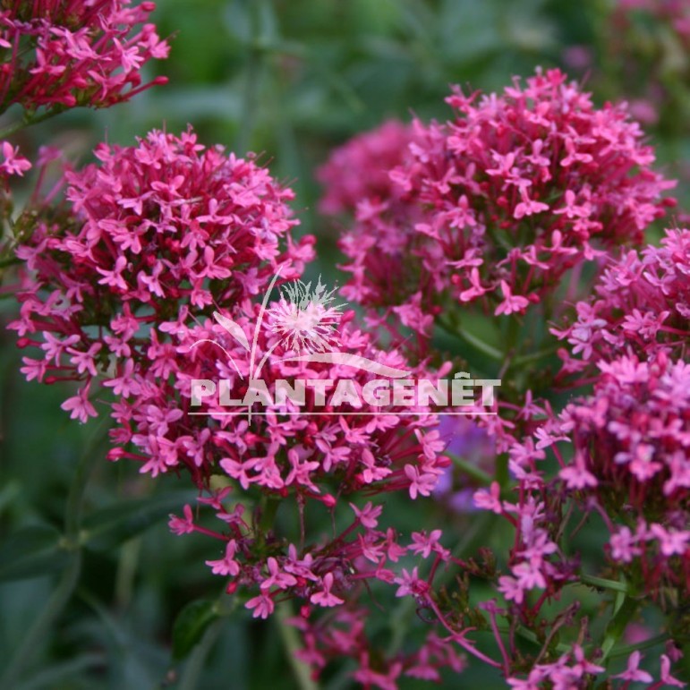 CENTRANTHUS ruber var. coccineus 