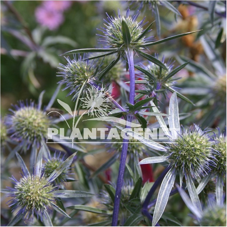 Graines De Panicaut (Eryngium Superbum) - 20 Graines Vivaces, Fleurs Bleu Acier épineuses