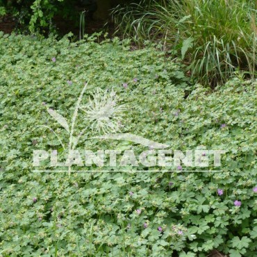 GERANIUM x cantabrigiense Cambridge  tapis en pied d'arbre