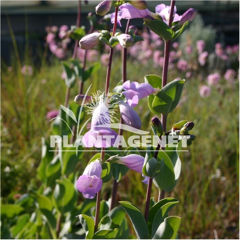 PENSTEMON grandiflorus
