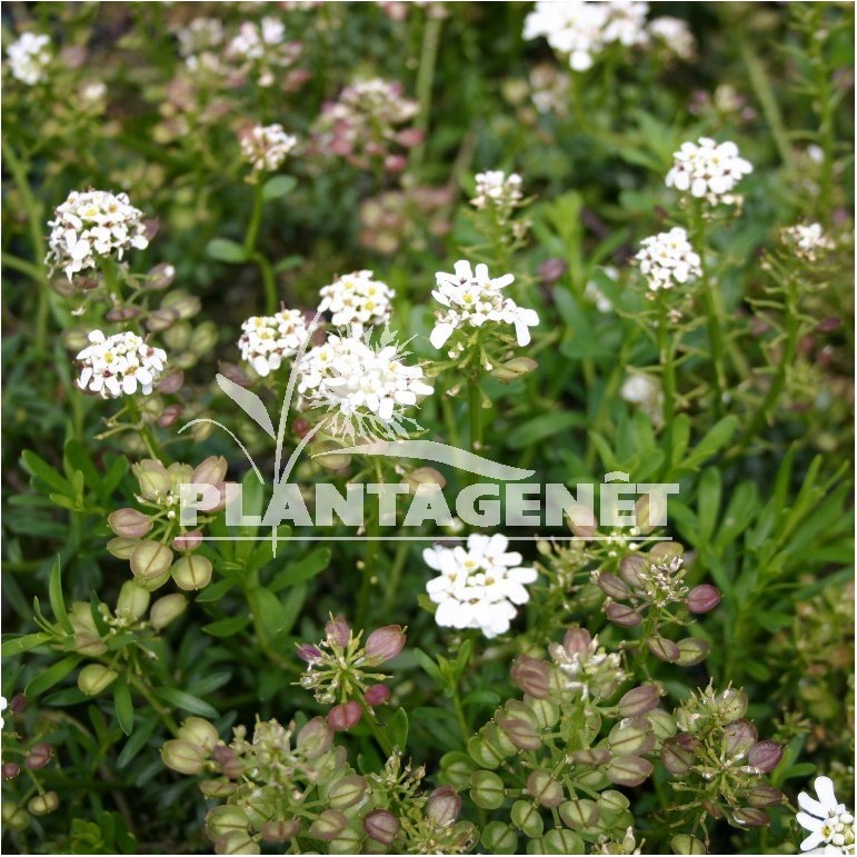 IBERIS sempervirens Snow Cushion