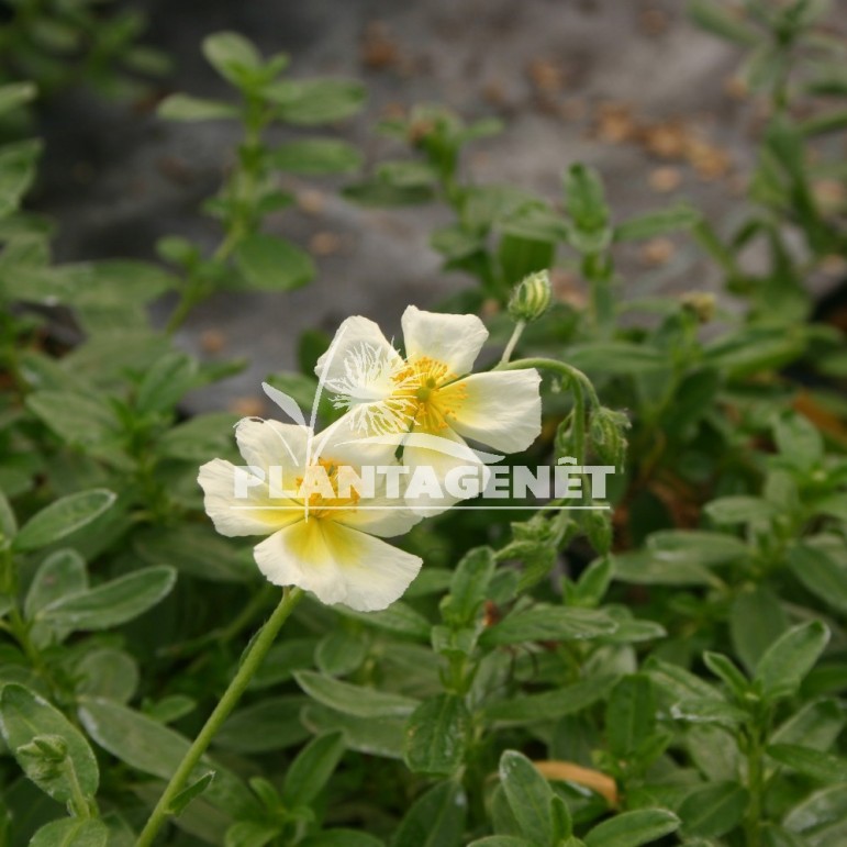 HELIANTHEMUM Snow Queen / Hélianthème 