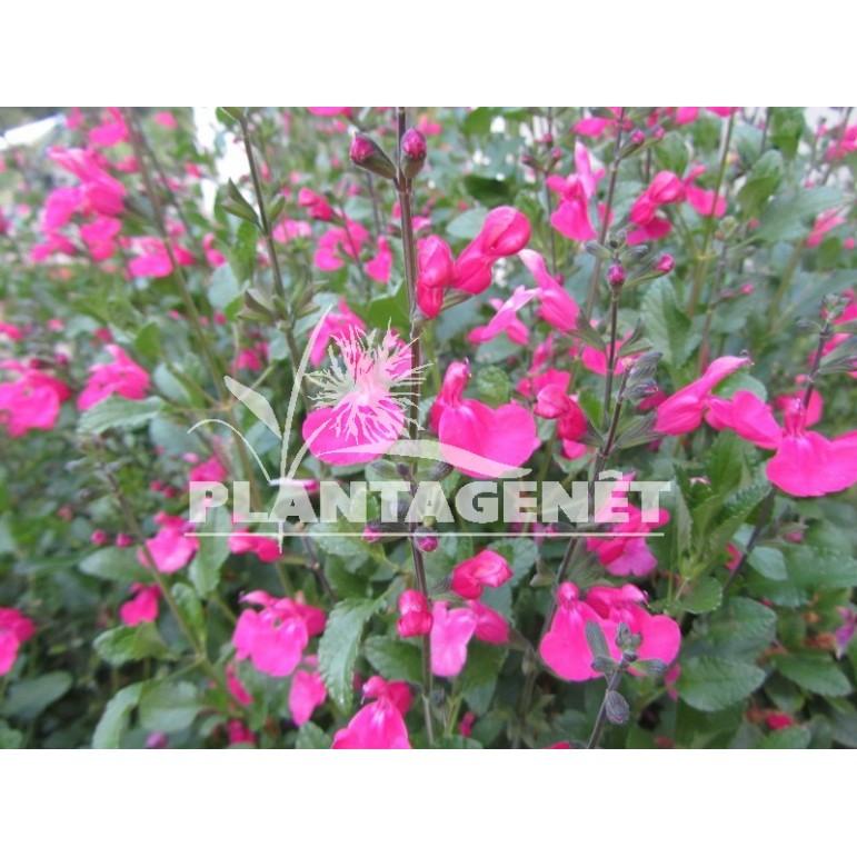 Salvia microphylla Pink Beauty / Sauge