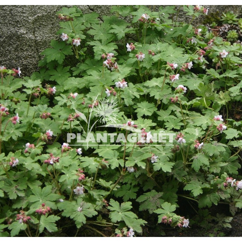 GERANIUM macrorrhizum Spessart /  Géranium 