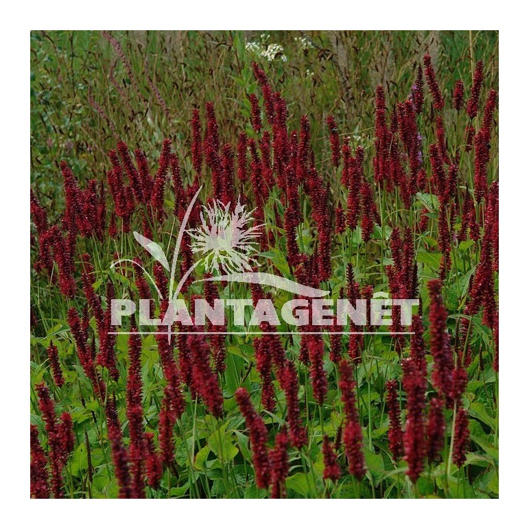 PERSICARIA amplexicaulis Black Field / Renouée