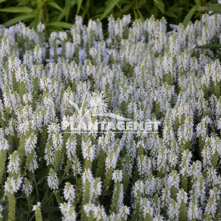 Sauge à fleur blanche condimentaire - Salvia officinalis 'Albiflora