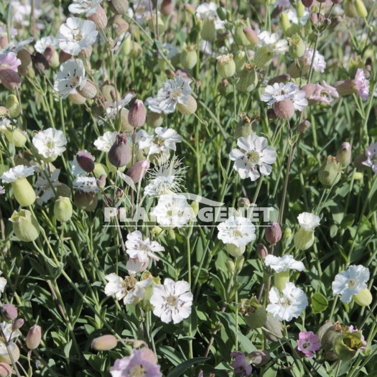 SILENE uniflora compacta / Silène