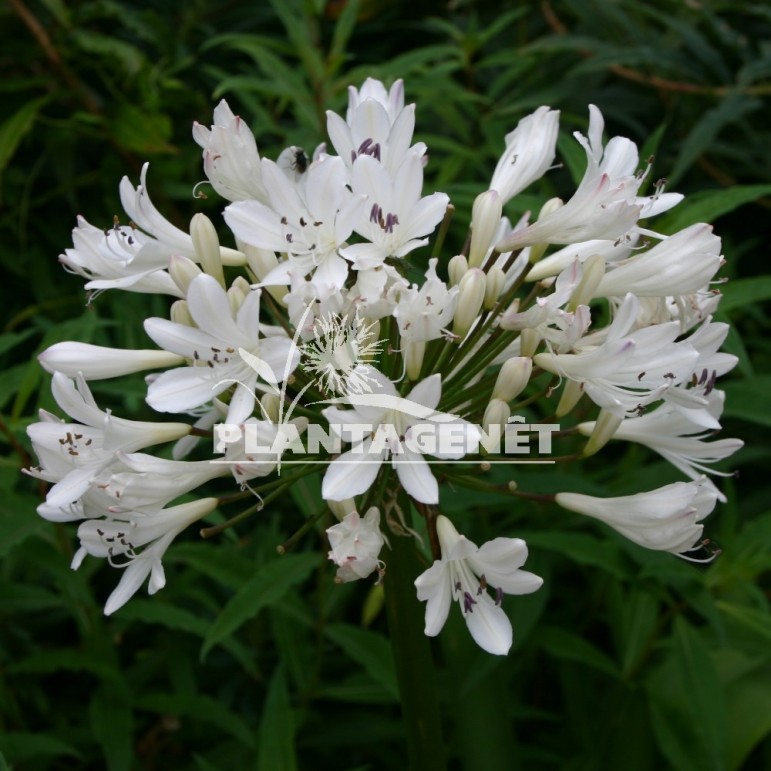 AGAPANTHUS africanus Albus