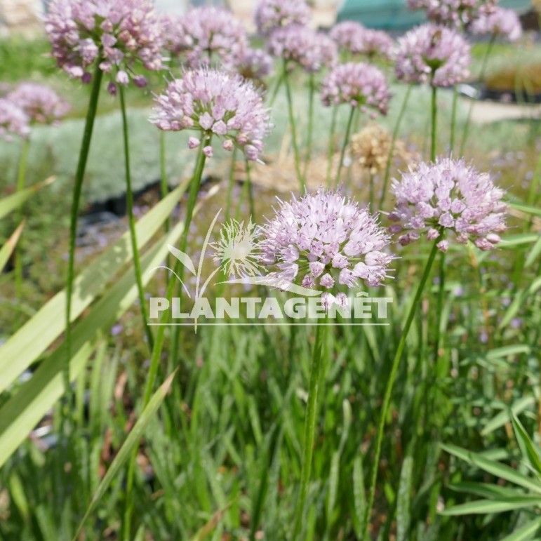 ALLIUM Summer beauty / Ail