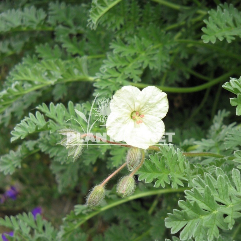 ERODIUM chrysanthus / Bec de Heron