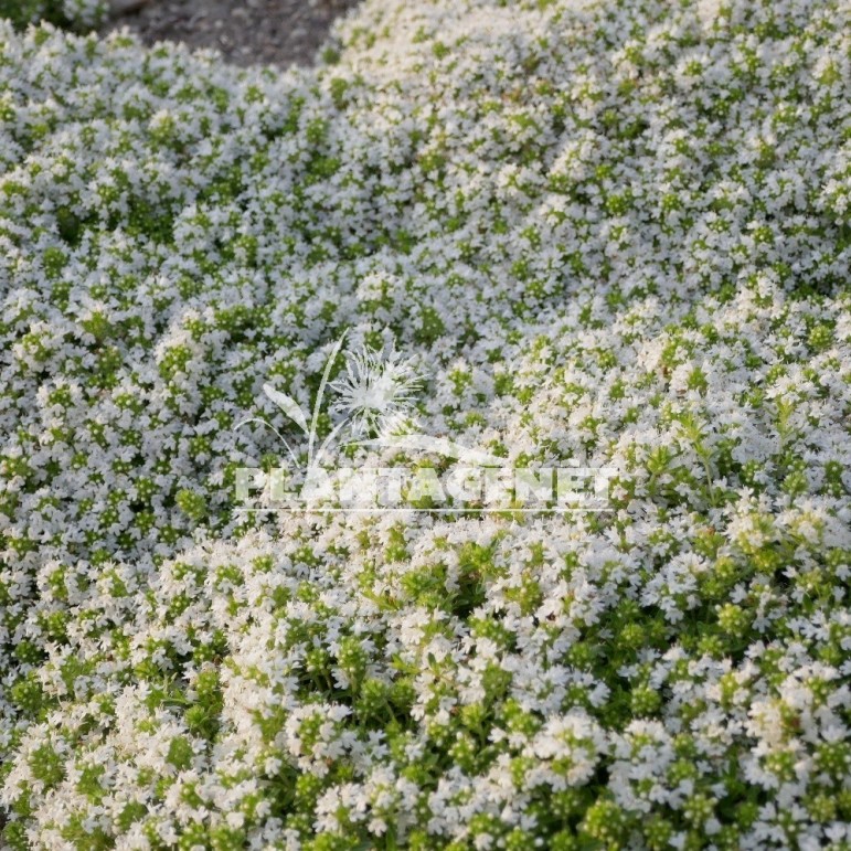 THYMUS praecox albiflorus  / Thym serpolet