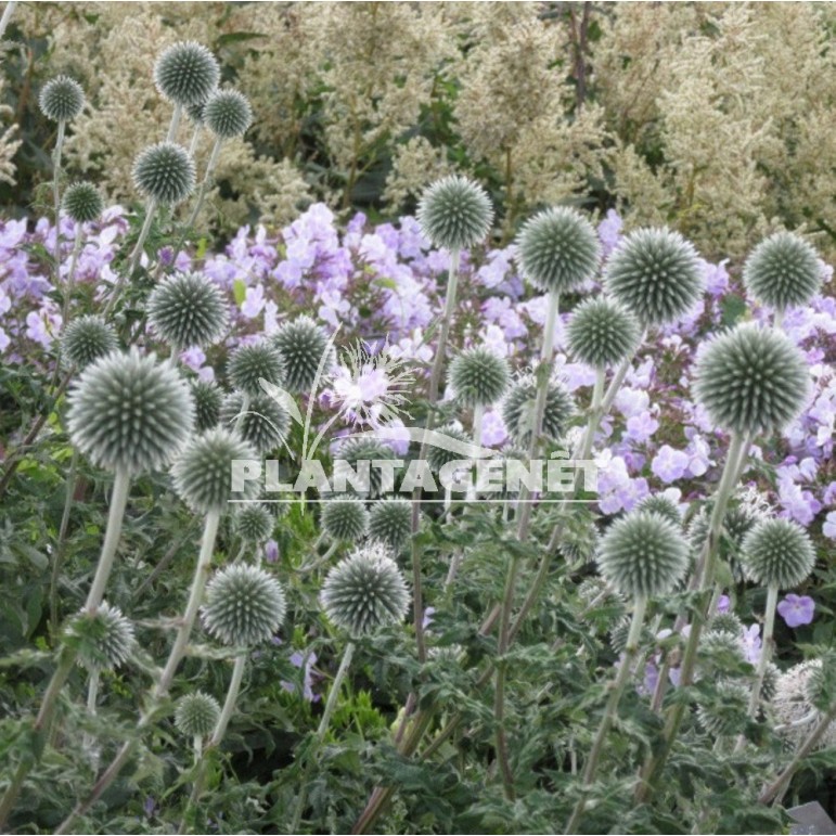 ECHINOPS bannaticus Star Frost / Boule azurée blanche