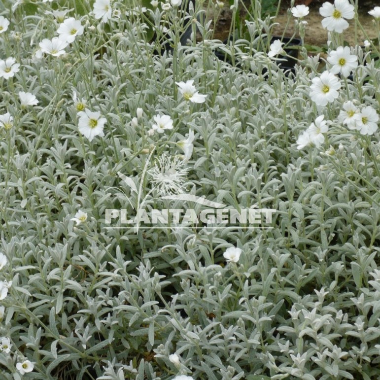 CERASTIUM tomentosum Silberteppich / Céraiste